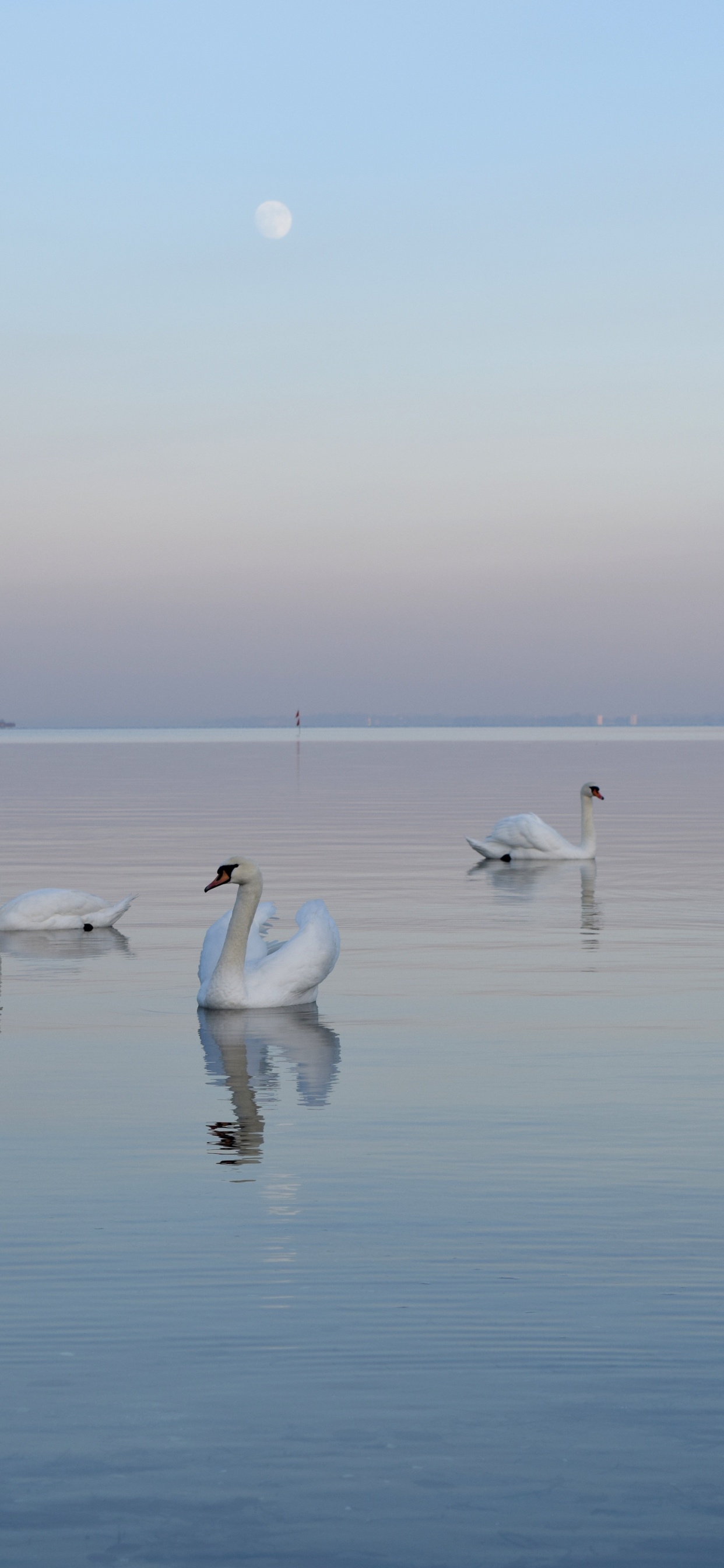 Weiße Schwäne am Gewässer Tagsüber. Wallpaper in 1242x2688 Resolution