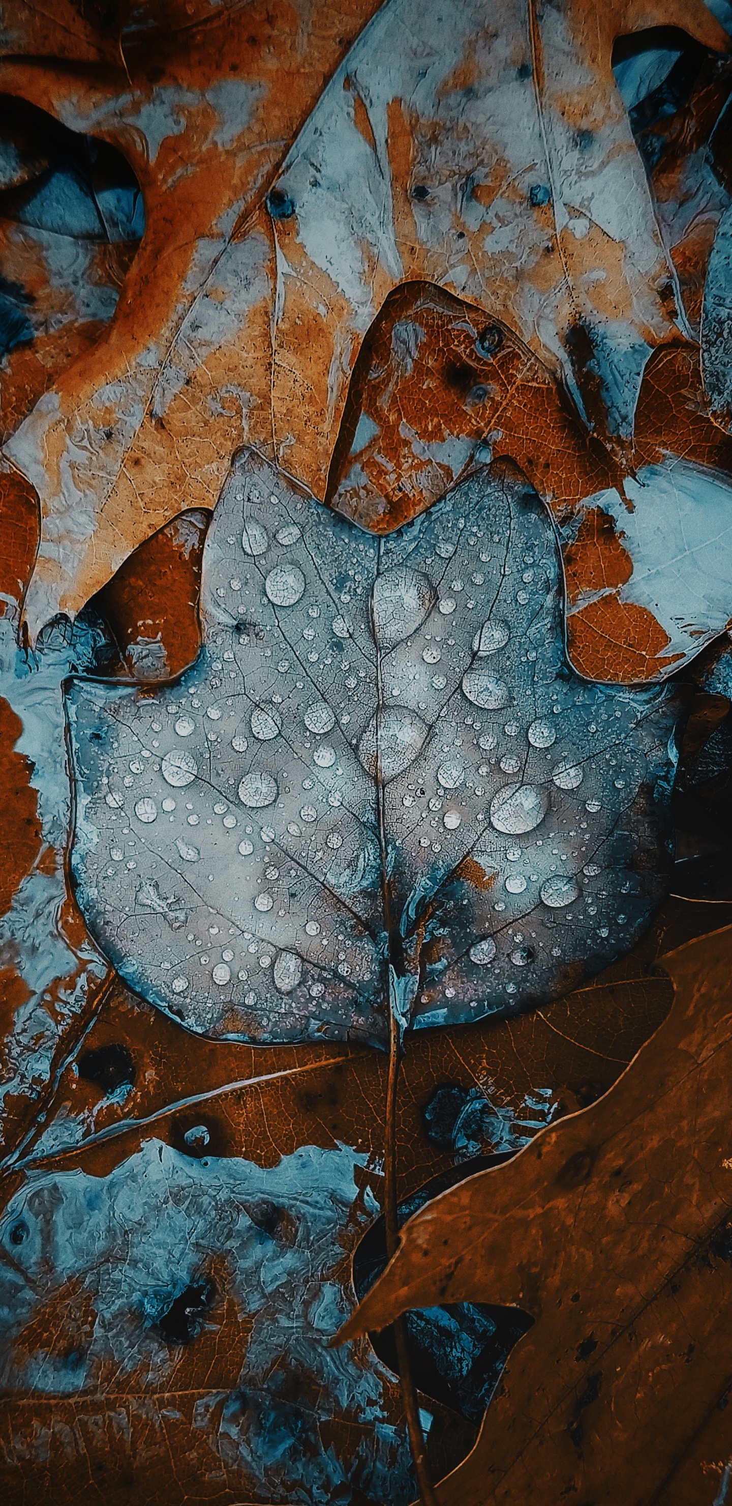 Äpfeln, Smartphone, Wasser, Blatt, Natur. Wallpaper in 1440x2960 Resolution