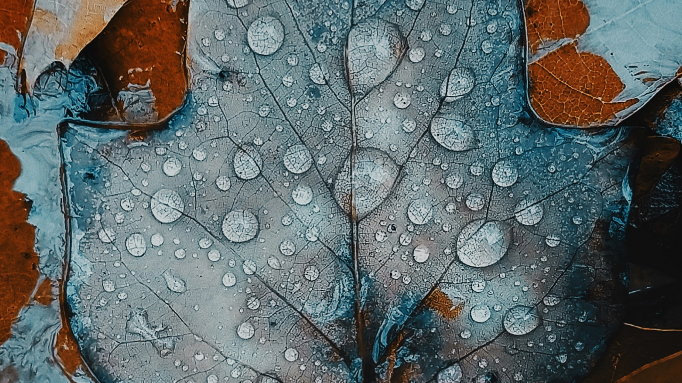 Apples, Smartphone, Water, Plant, Leaf. Wallpaper in 1366x768 Resolution