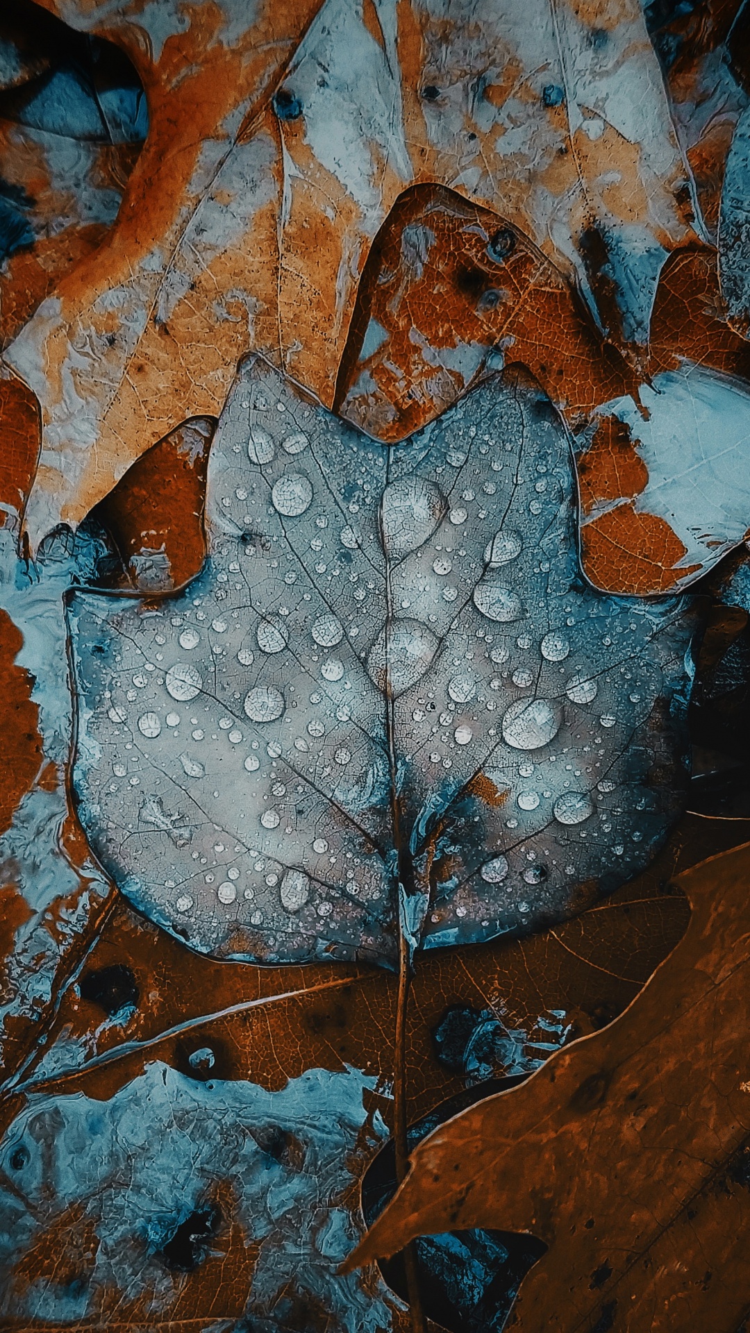 Manzana, Smartphone, Agua, Naturaleza, Madera. Wallpaper in 1080x1920 Resolution