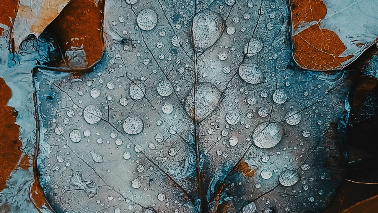 Manzana, Smartphone, Agua, Naturaleza, Madera. Wallpaper in 1280x720 Resolution