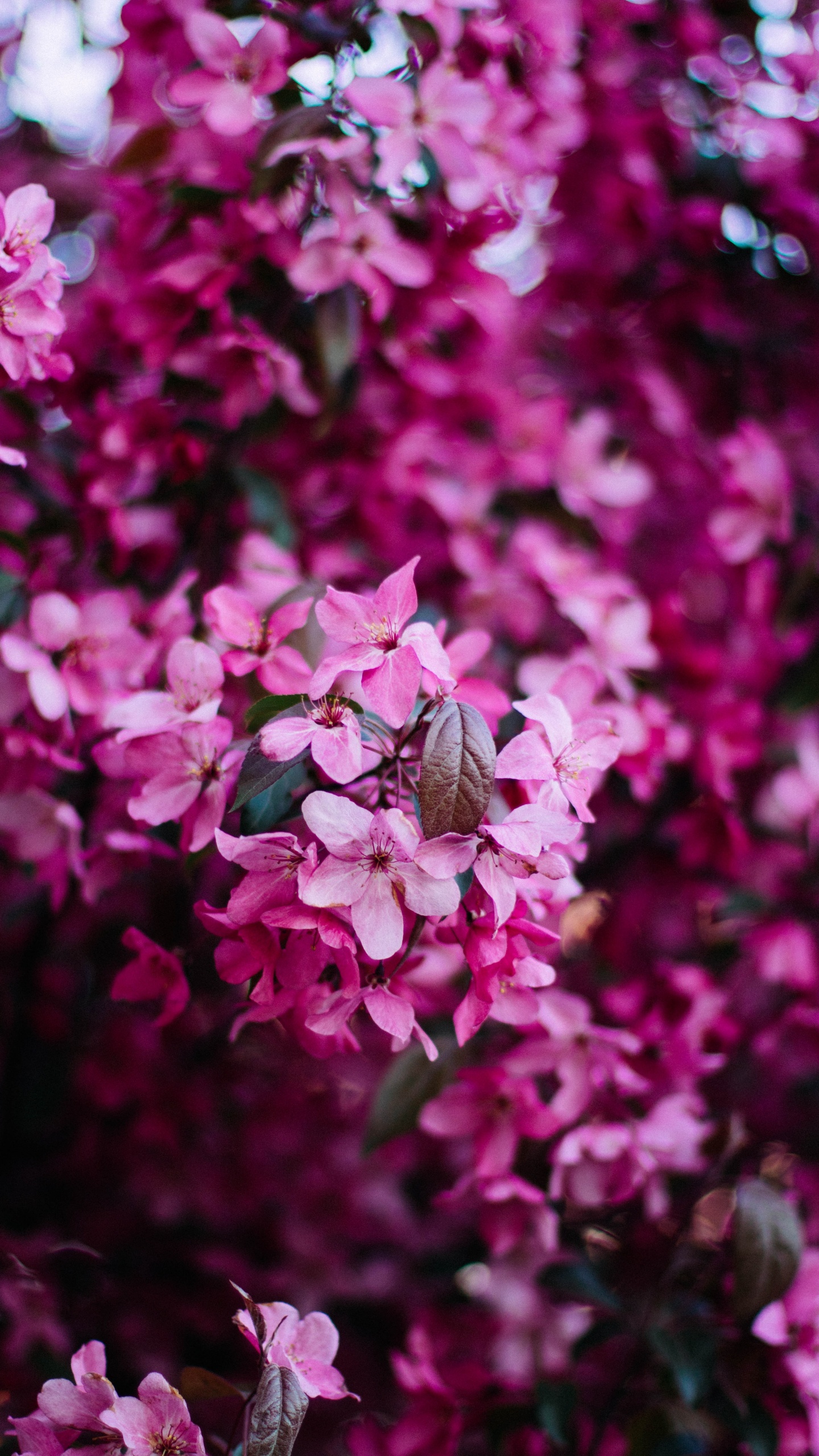 Flores Rosadas y Blancas en Lentes de Cambio de Inclinación. Wallpaper in 1440x2560 Resolution