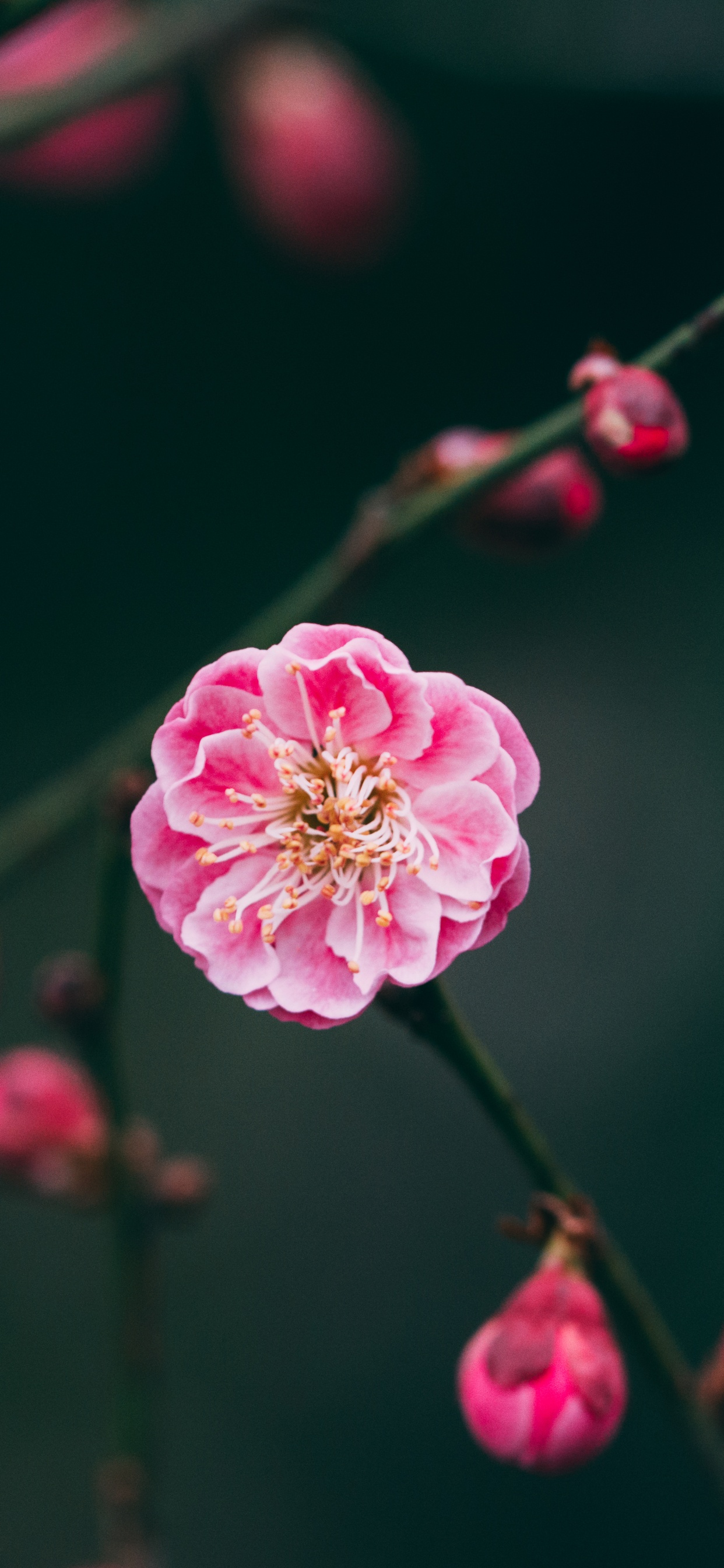 开花, 樱花, 树枝, Bud, 植物干 壁纸 1242x2688 允许