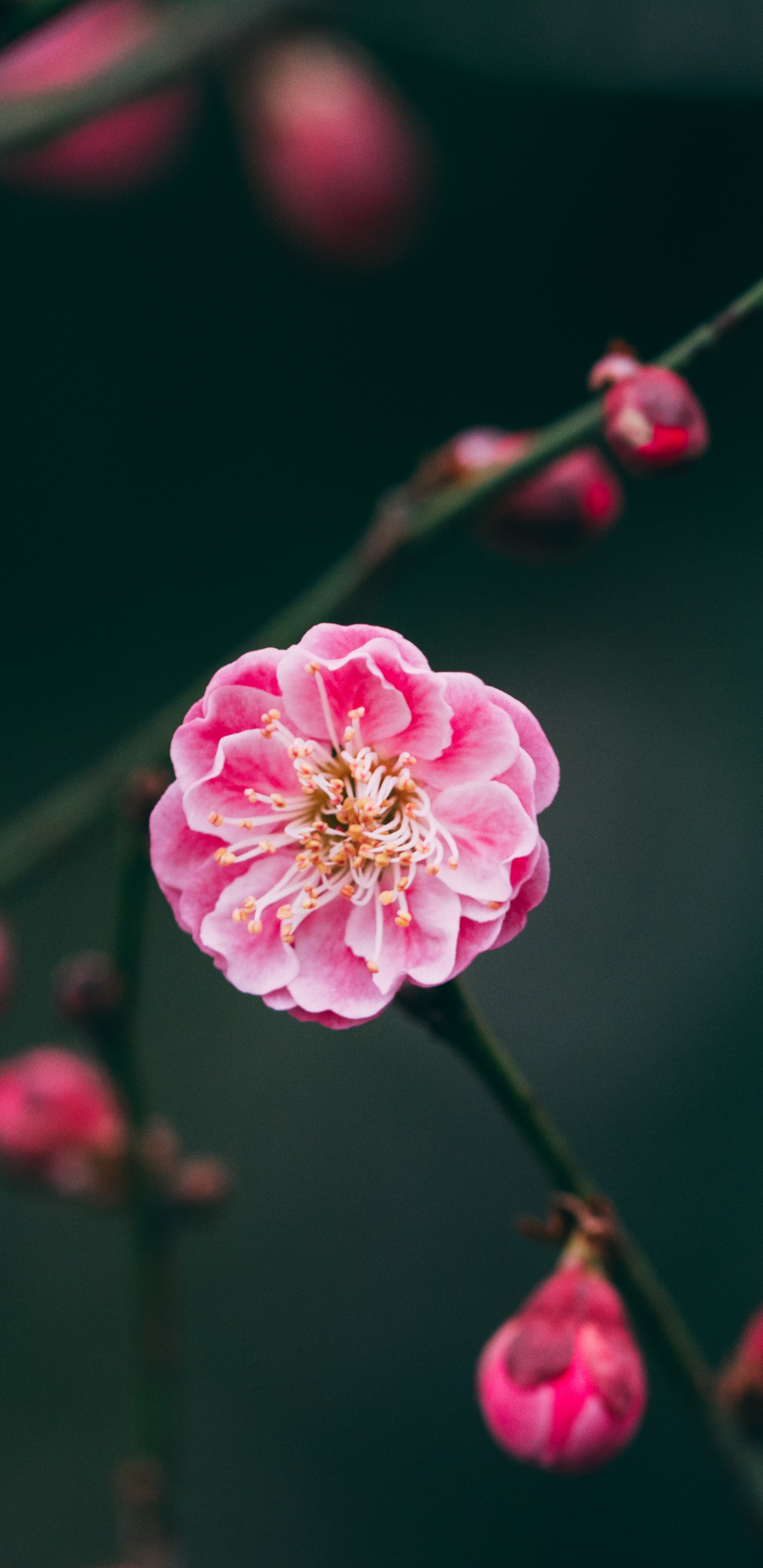 开花, 樱花, 树枝, Bud, 植物干 壁纸 1440x2960 允许