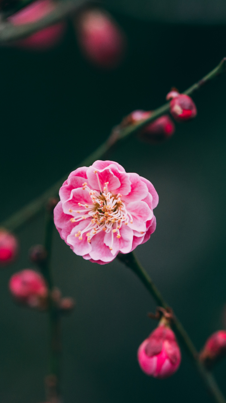Pink Flower in Tilt Shift Lens. Wallpaper in 750x1334 Resolution