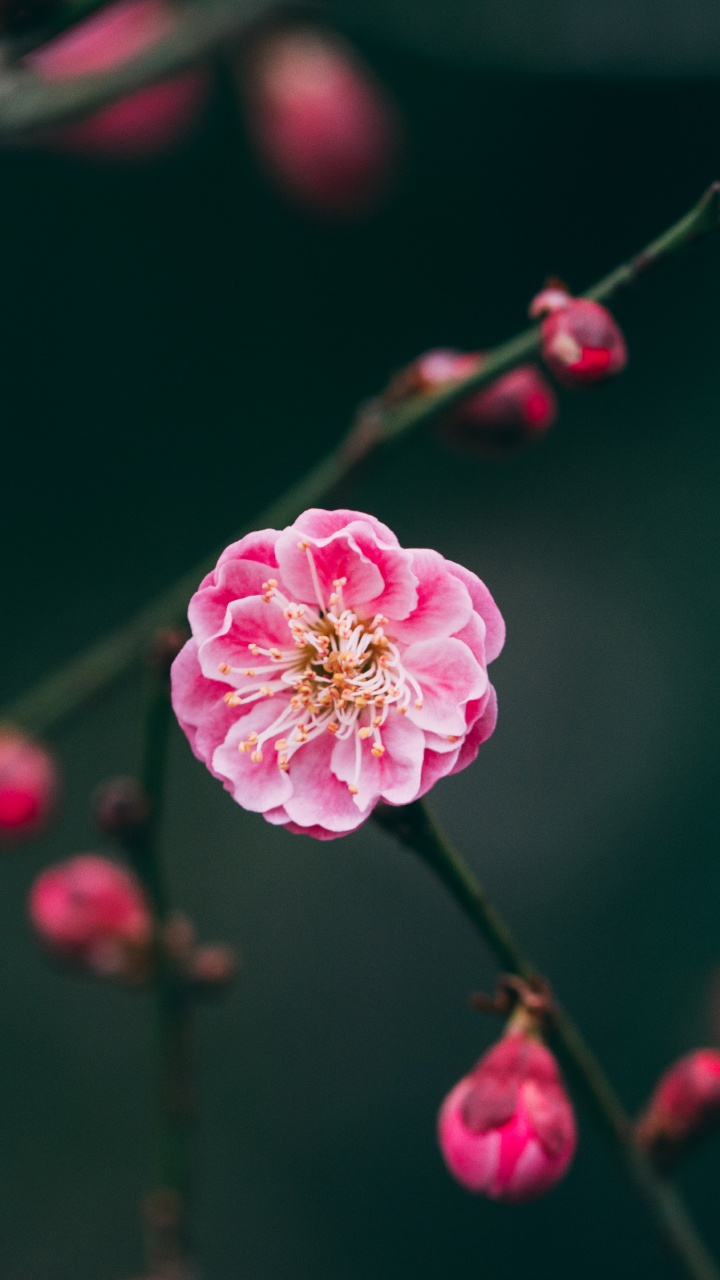Rosa Blume in Tilt-Shift-Linse. Wallpaper in 720x1280 Resolution