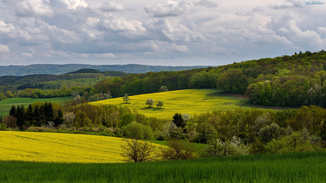 Green Grass Field Under White Clouds and Blue Sky During Daytime. Wallpaper in 1280x720 Resolution
