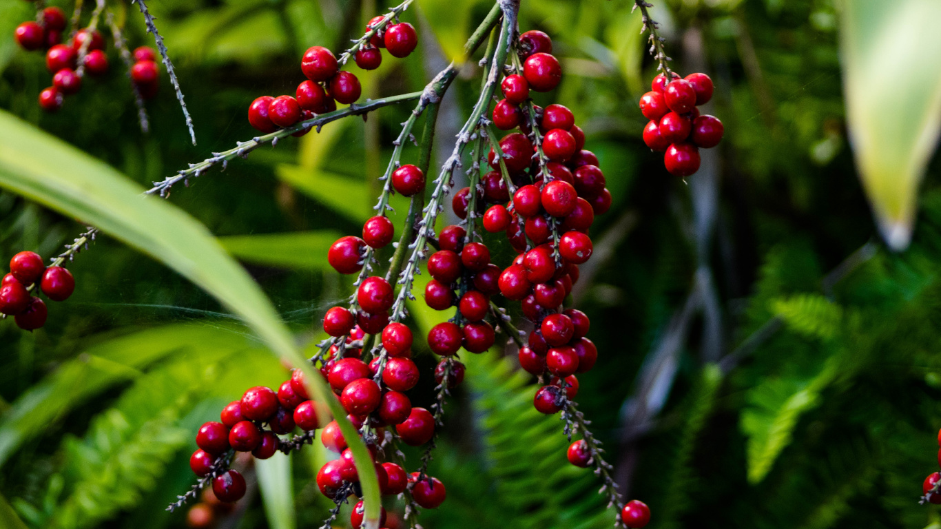 Raisin, la Floraison de la Plante, Red, Poivre Rose, Fruits. Wallpaper in 1366x768 Resolution