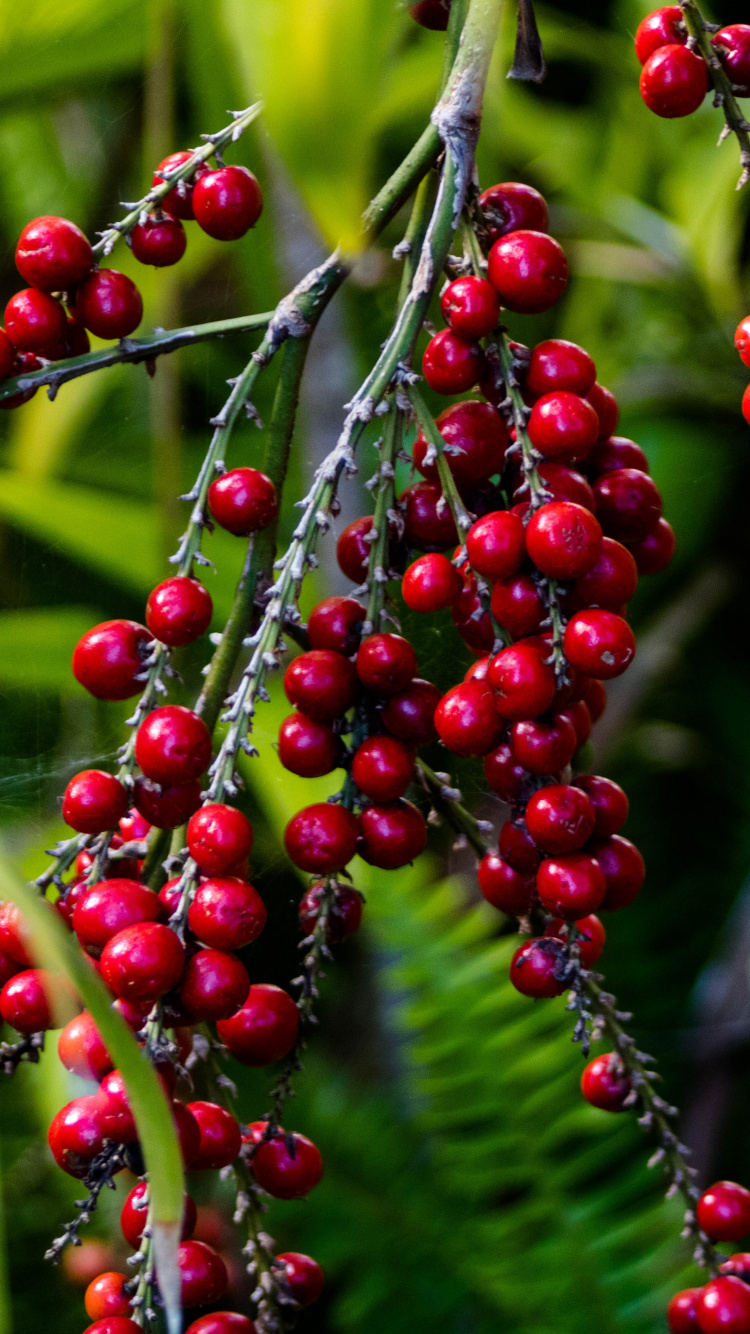 Raisin, la Floraison de la Plante, Red, Poivre Rose, Fruits. Wallpaper in 750x1334 Resolution