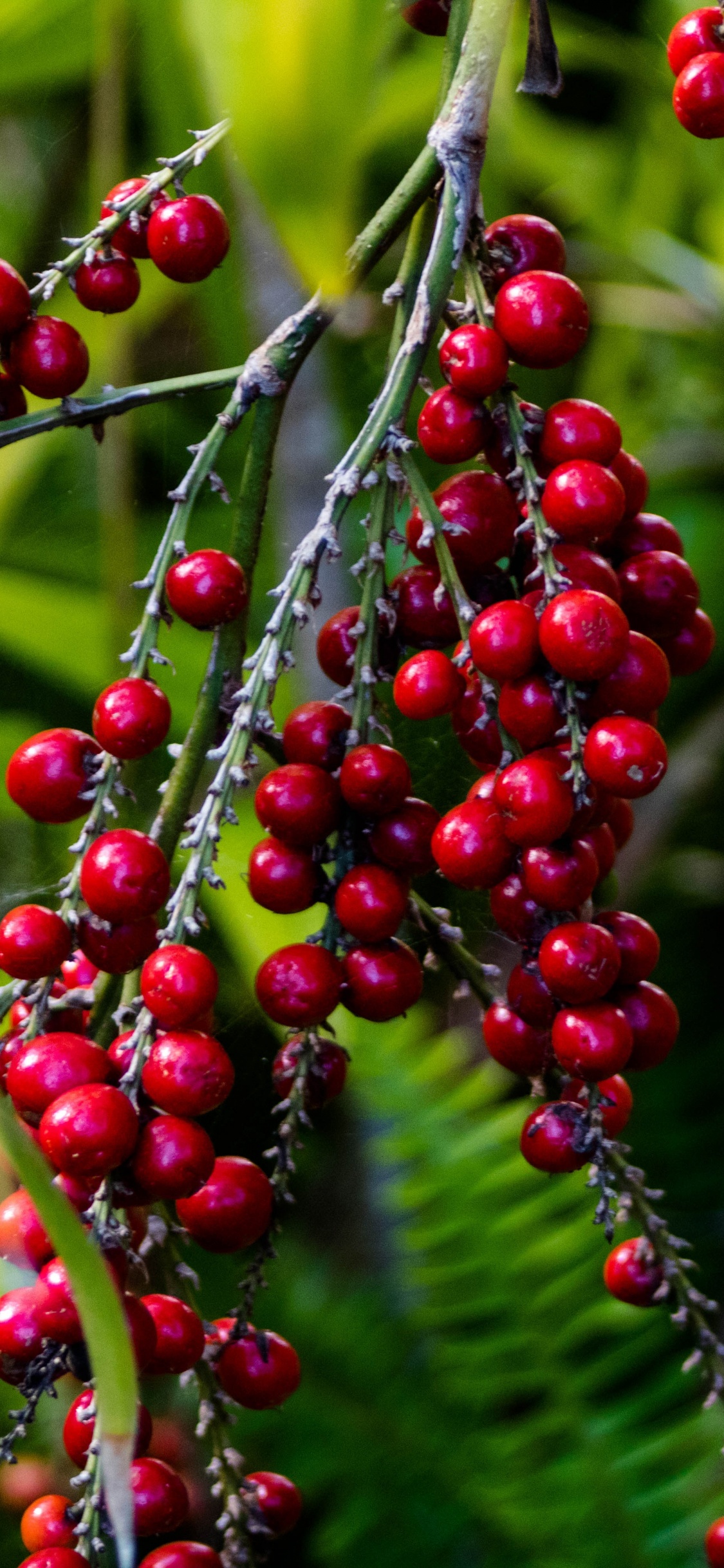 Berry, Grape, Flowering Plant, Plant, Flower. Wallpaper in 1125x2436 Resolution