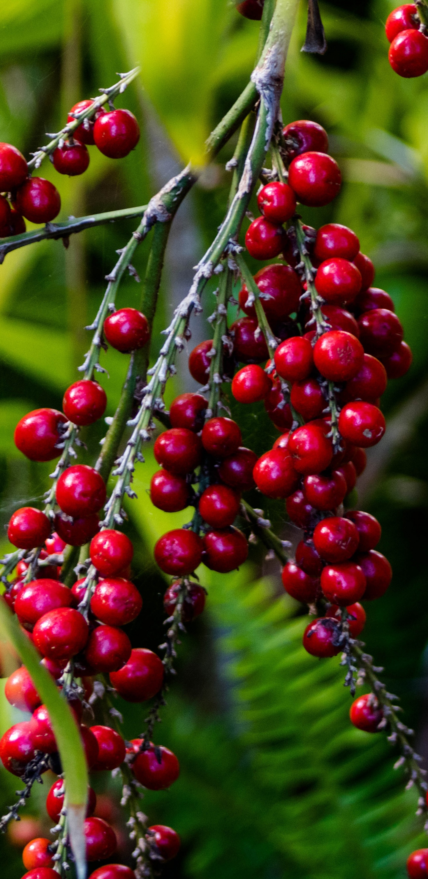 Berry, Grape, Flowering Plant, Plant, Flower. Wallpaper in 1440x2960 Resolution