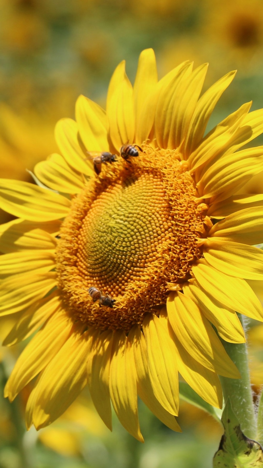 la Floraison de la Plante, Pollinisateurs, Botanique, Pétale, Insecte. Wallpaper in 1080x1920 Resolution