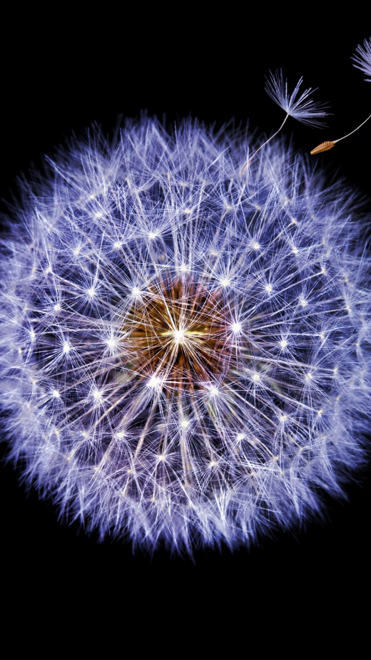 Fleur de Pissenlit Blanc Sur Fond Noir. Wallpaper in 750x1334 Resolution