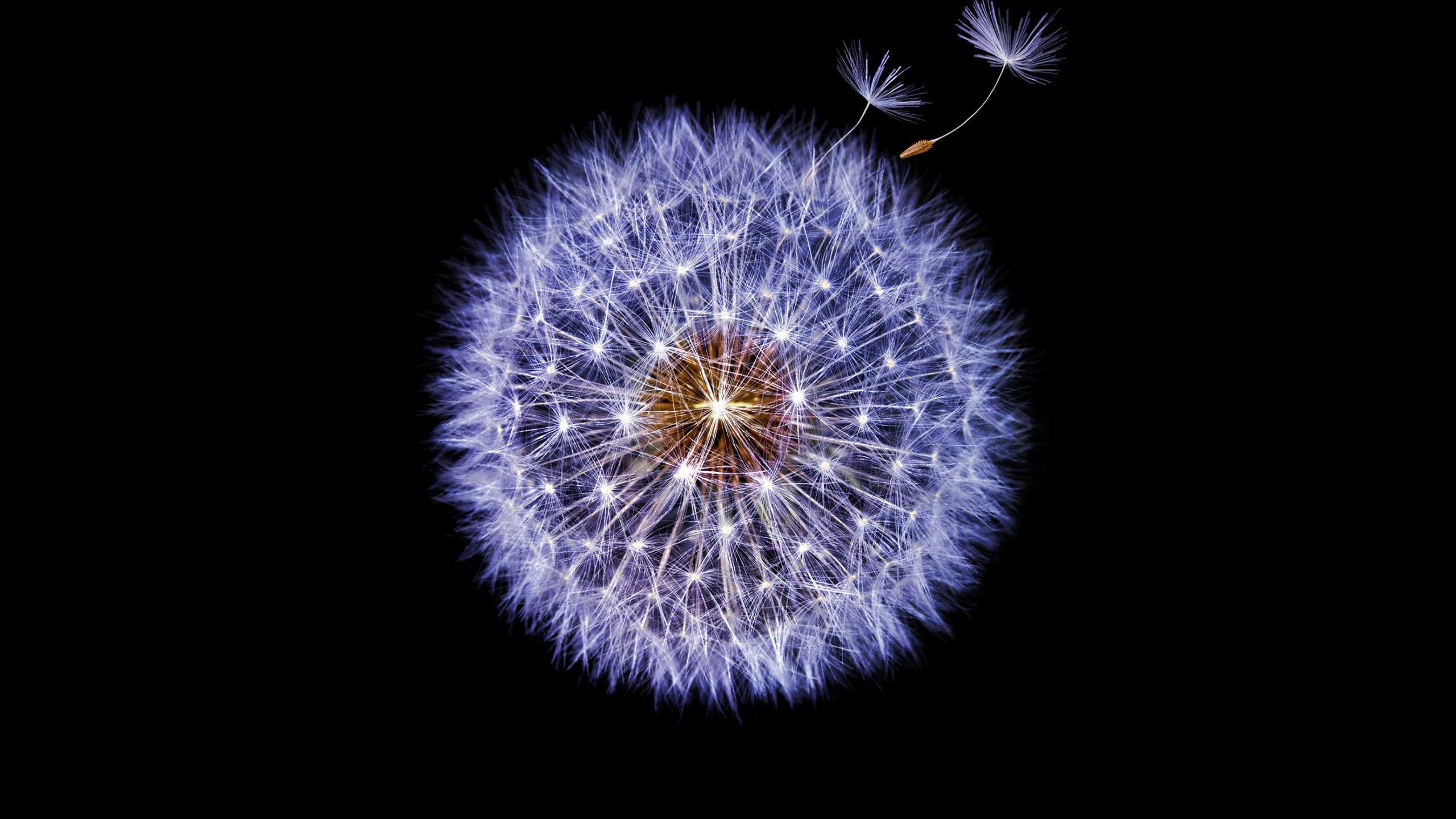 White Dandelion Flower in Black Background. Wallpaper in 2560x1440 Resolution