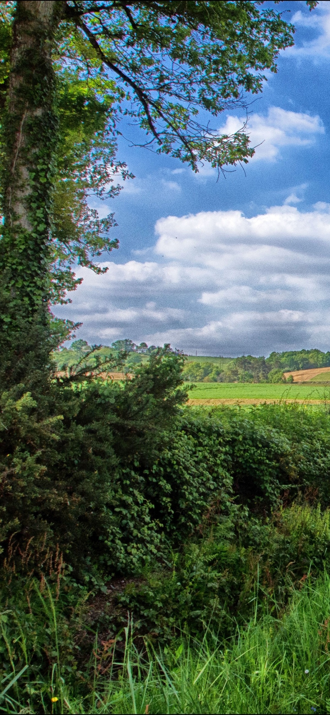 Champ D'herbe Verte Sous Ciel Bleu Pendant la Journée. Wallpaper in 1125x2436 Resolution