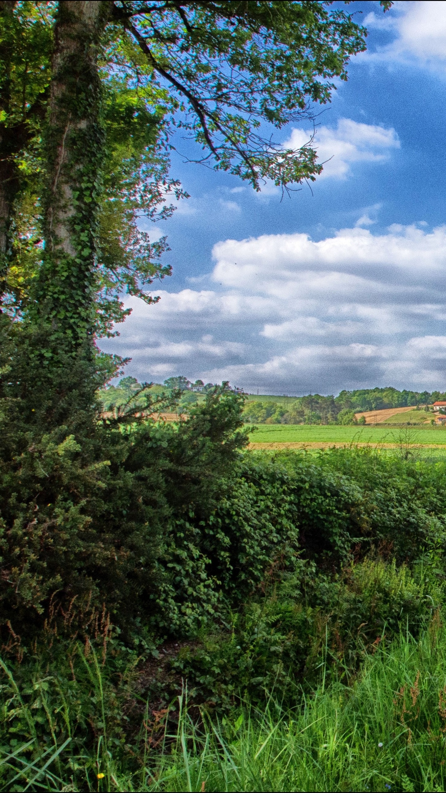 Green Grass Field Under Blue Sky During Daytime. Wallpaper in 1440x2560 Resolution