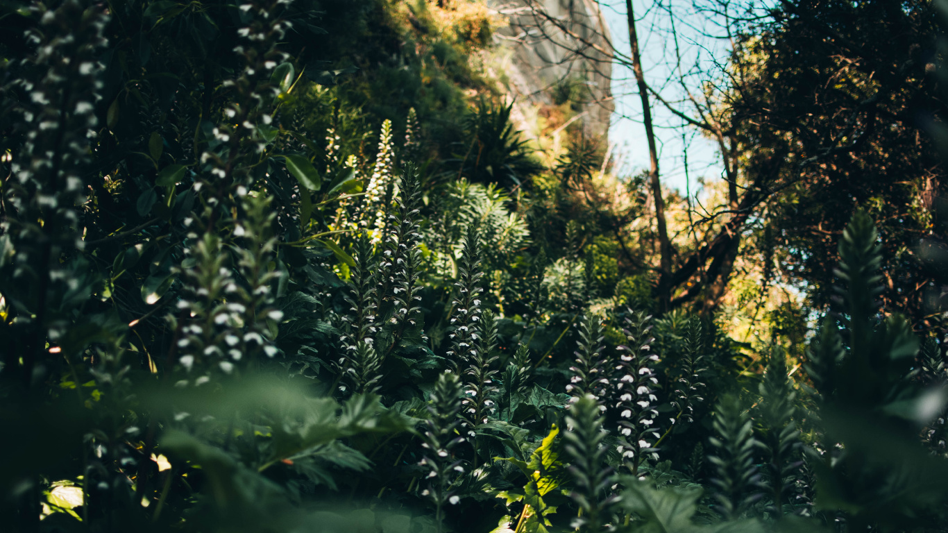 la Vegetación, la Luz Del Sol, Los Bosques de Viejo Crecimiento, Agua, Naturaleza. Wallpaper in 1366x768 Resolution