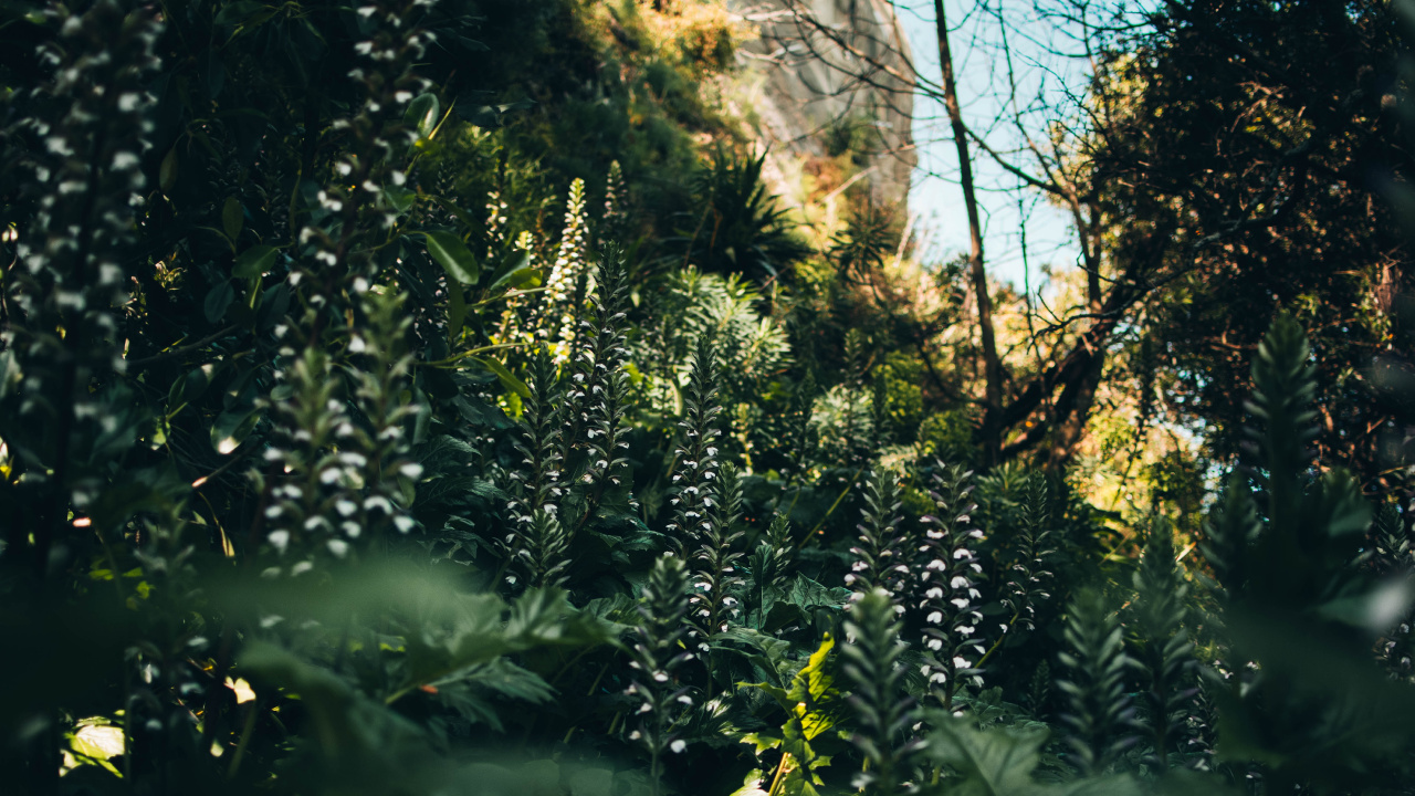 Vegetation, Sonnenlicht, Dschungel, Baum, Den Alten Wald. Wallpaper in 1280x720 Resolution