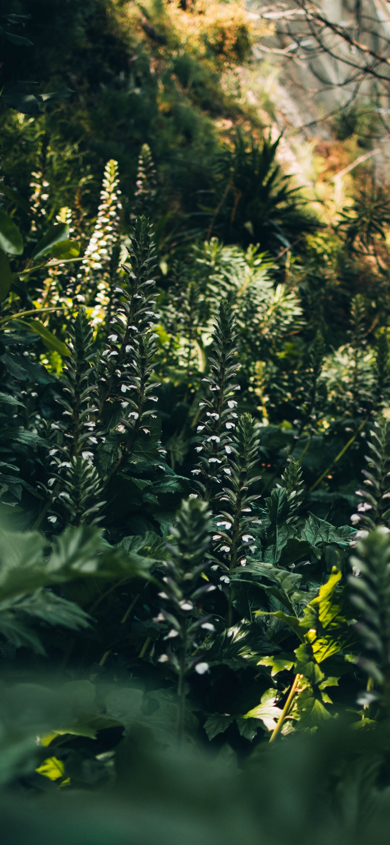 Vegetation, Sunlight, Jungle, Tree, Old Growth Forest. Wallpaper in 1242x2688 Resolution