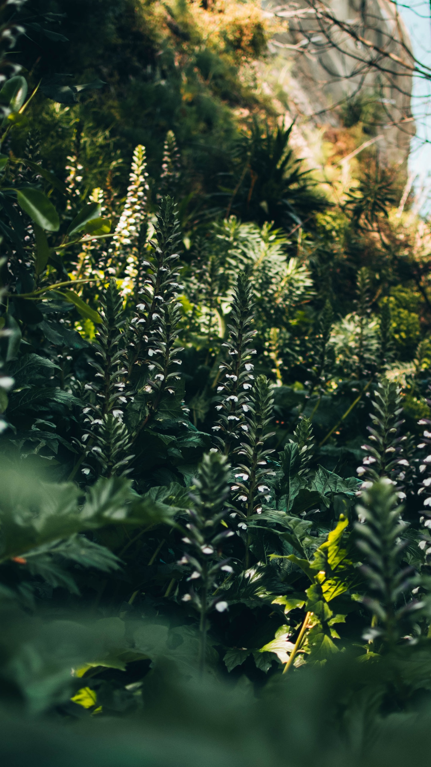 Vegetation, Sunlight, Jungle, Tree, Old Growth Forest. Wallpaper in 1440x2560 Resolution