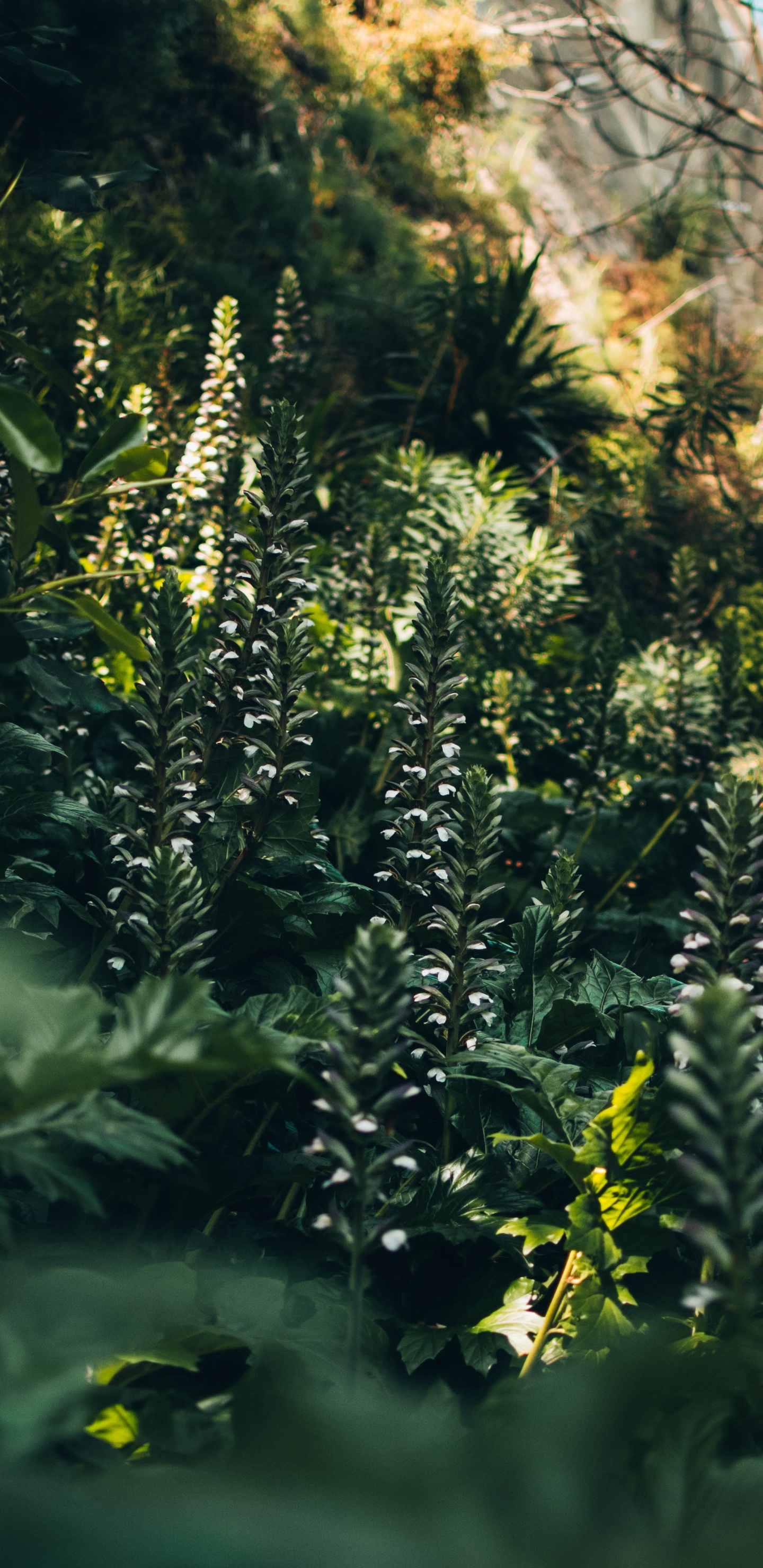 Vegetation, Sunlight, Jungle, Tree, Old Growth Forest. Wallpaper in 1440x2960 Resolution