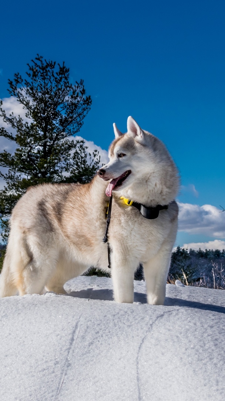 Weißer Und Schwarzer Siberian Husky Auf Schneebedecktem Boden Tagsüber. Wallpaper in 720x1280 Resolution