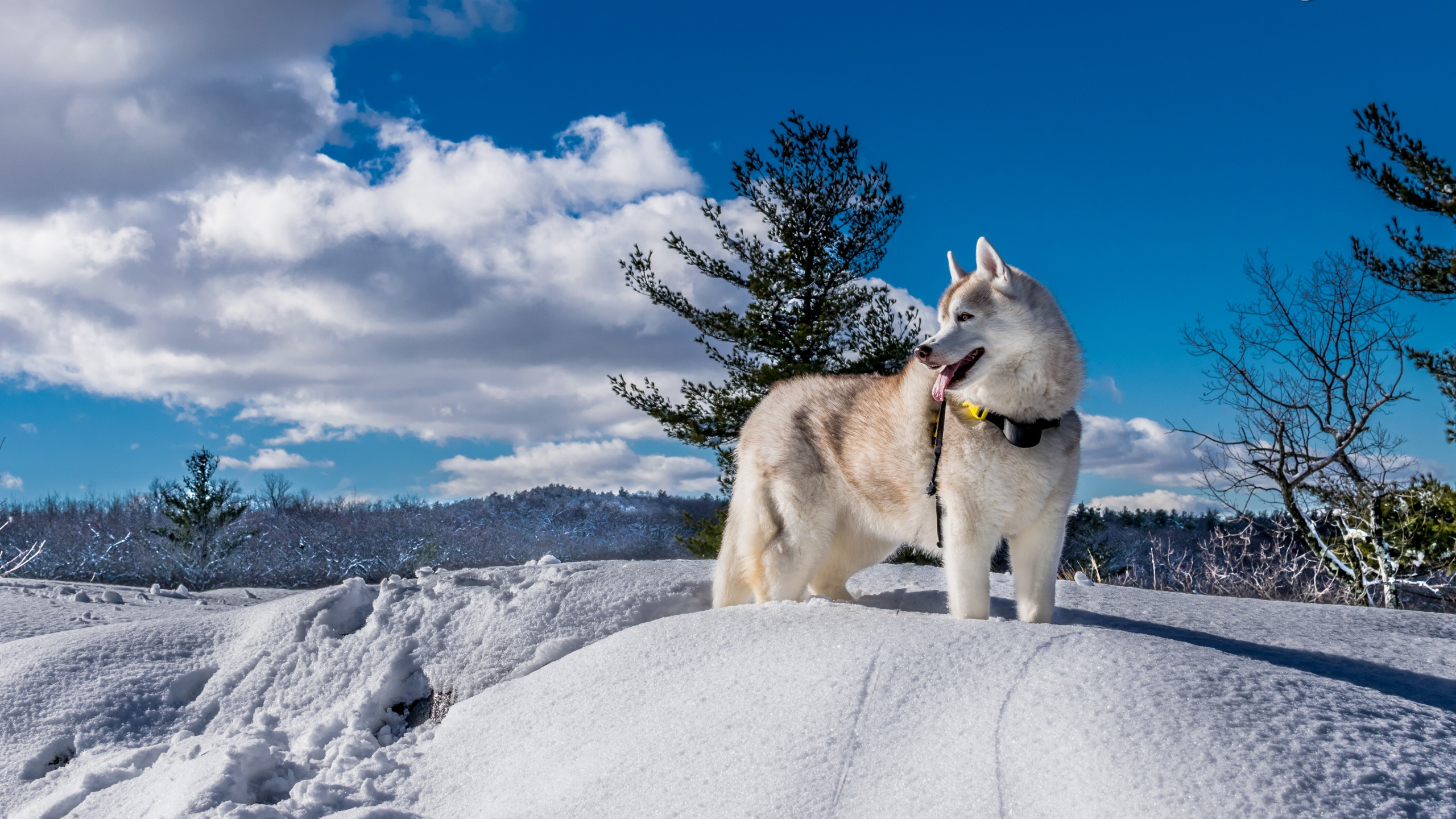 Husky Sibérien Blanc et Noir Sur un Sol Couvert de Neige Pendant la Journée. Wallpaper in 2560x1440 Resolution
