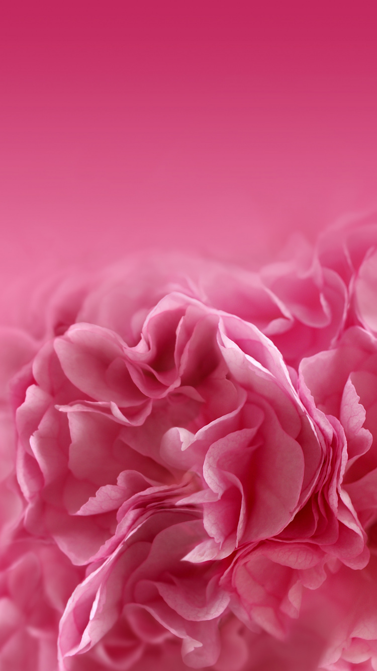 Pink Rose in Close up Photography. Wallpaper in 750x1334 Resolution