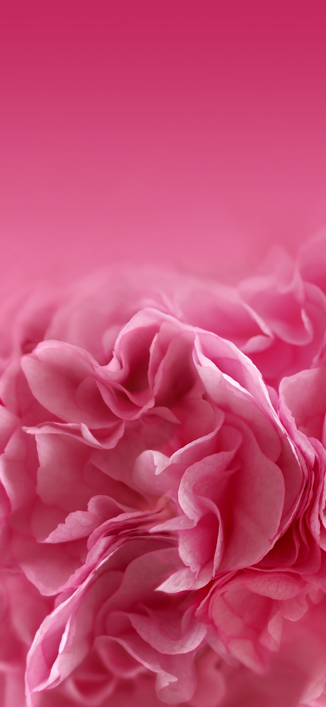 粉红色的花朵, 粉红色, 红色的, 牡丹, 康乃馨 壁纸 1125x2436 允许