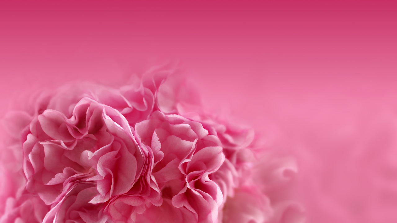 粉红色的花朵, 粉红色, 红色的, 牡丹, 康乃馨 壁纸 1280x720 允许