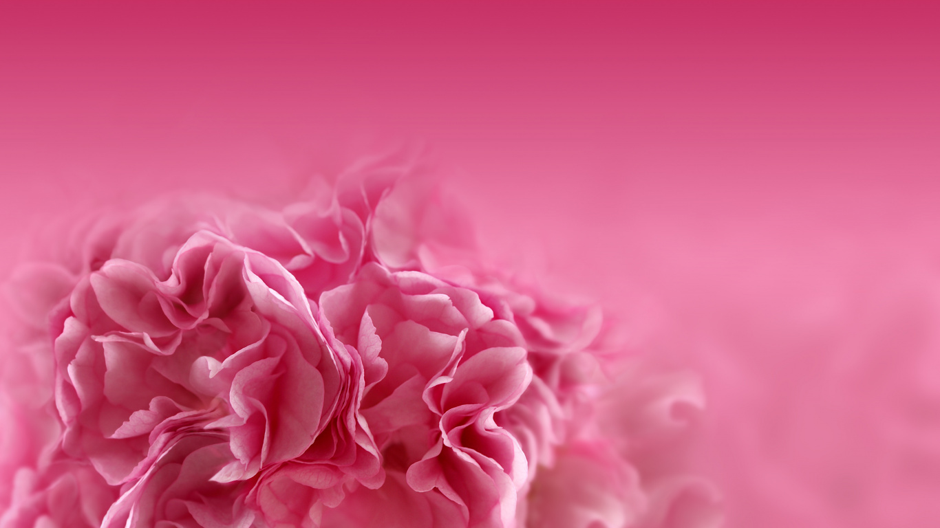 粉红色的花朵, 粉红色, 红色的, 牡丹, 康乃馨 壁纸 1366x768 允许