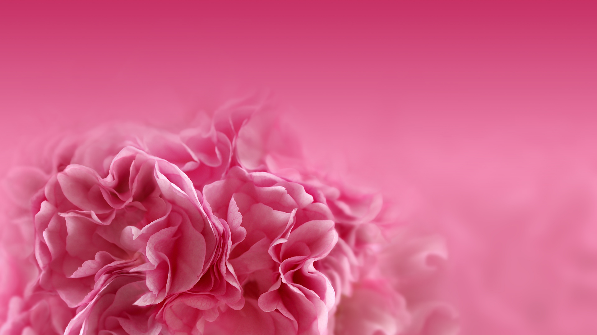 粉红色的花朵, 粉红色, 红色的, 牡丹, 康乃馨 壁纸 1920x1080 允许