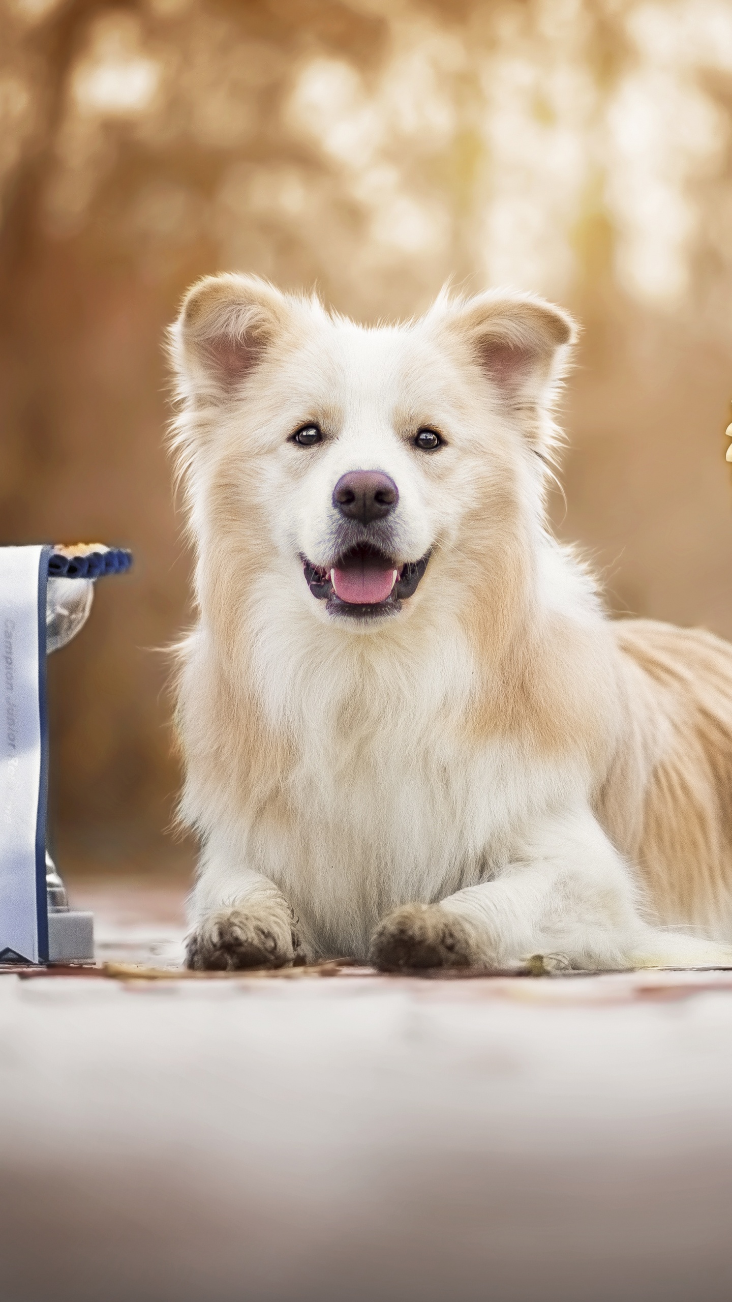 Perro de Pelo Largo Marrón y Blanco Sentado en Una Silla Azul y Blanca. Wallpaper in 1440x2560 Resolution