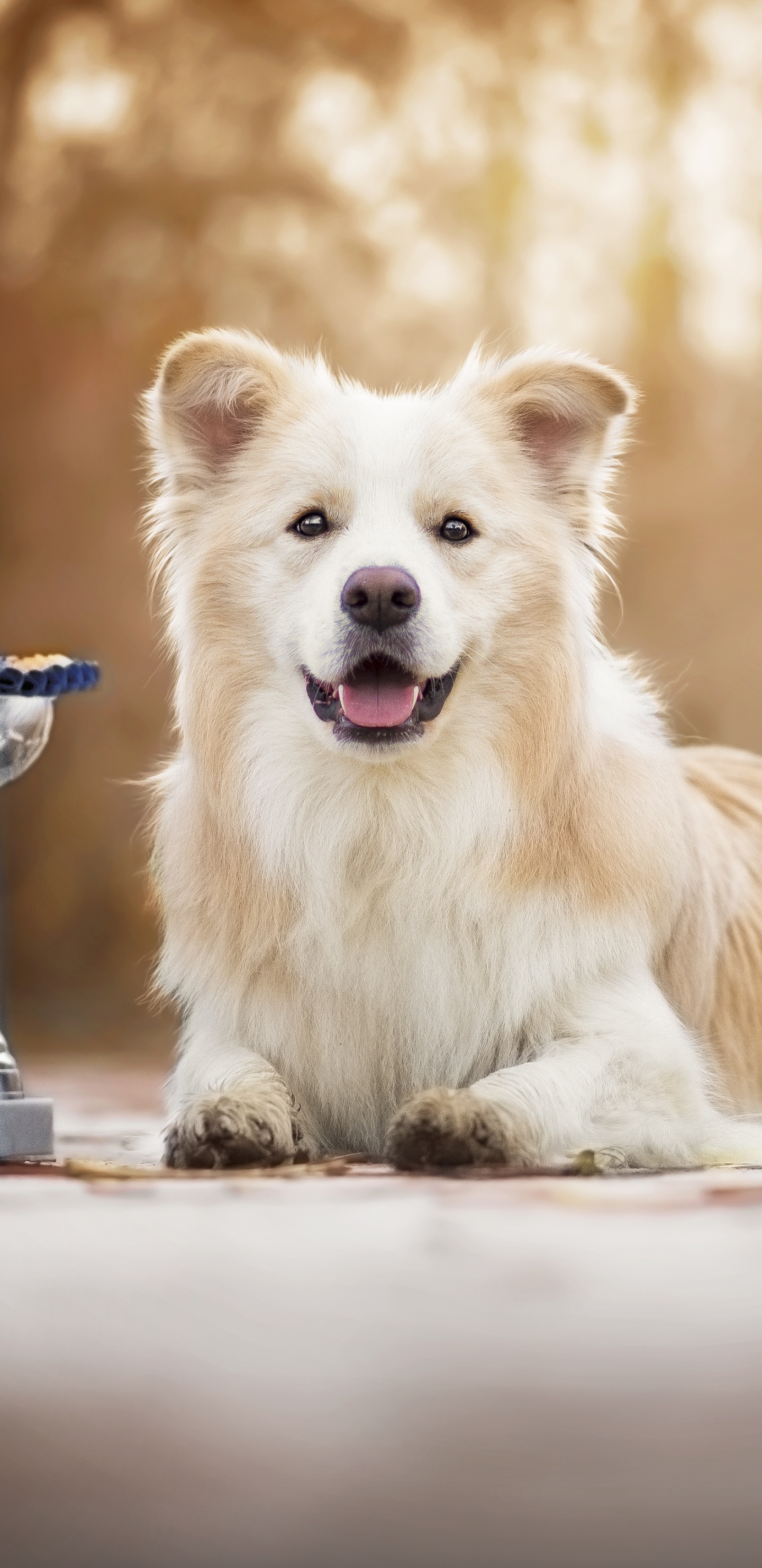 Perro de Pelo Largo Marrón y Blanco Sentado en Una Silla Azul y Blanca. Wallpaper in 1440x2960 Resolution