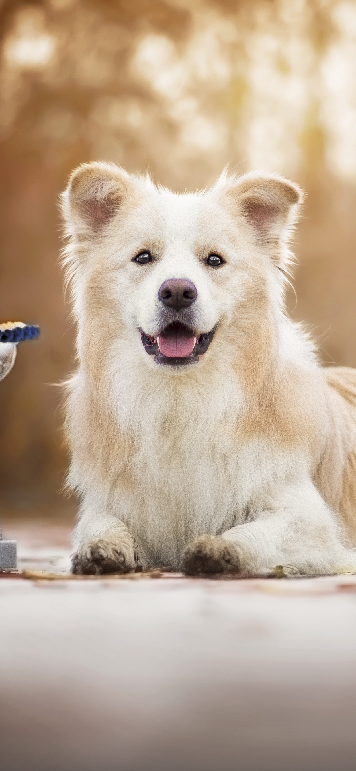 Brown and White Long Coated Dog Sitting on Blue and White Chair. Wallpaper in 1242x2688 Resolution