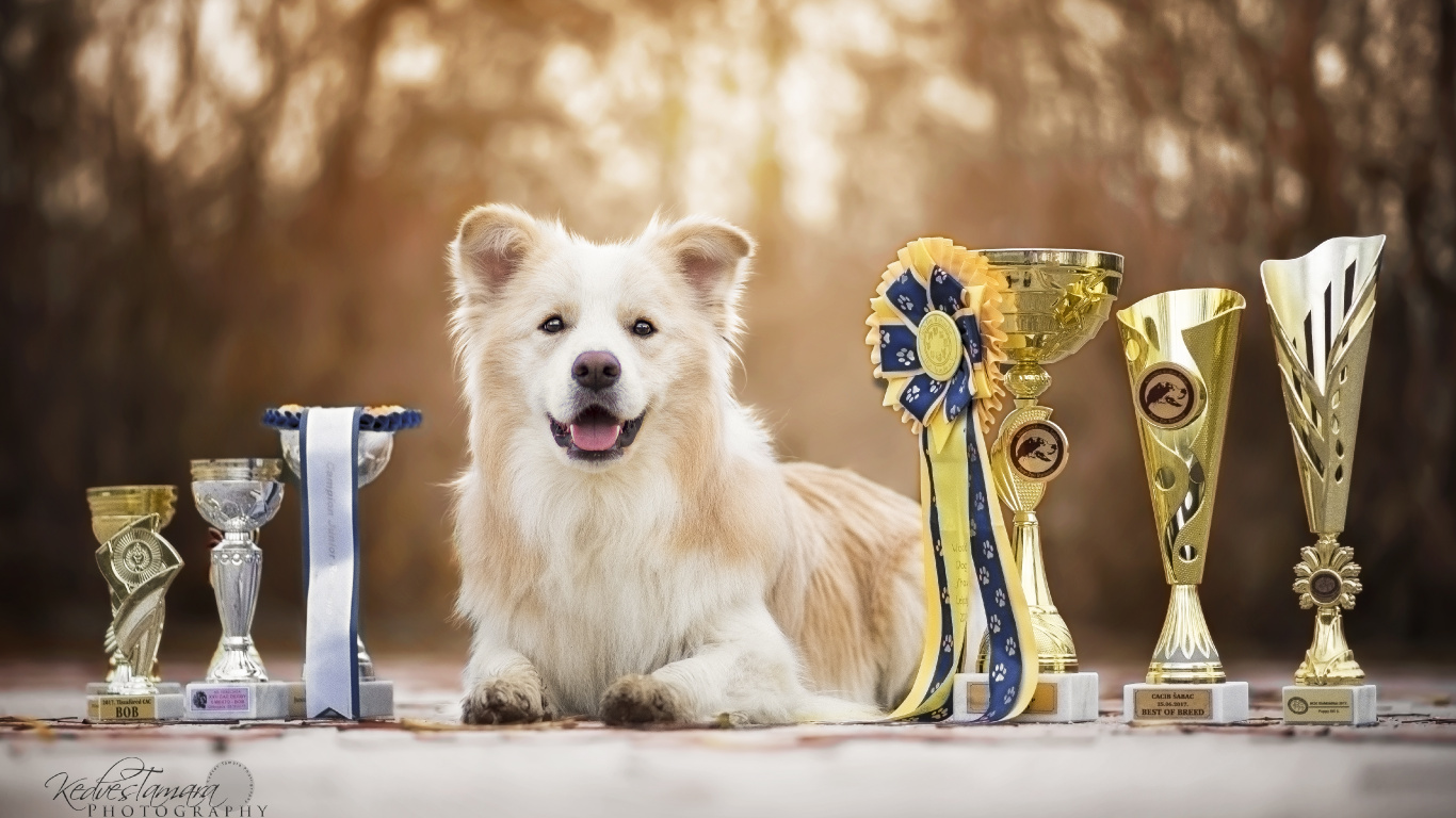 Brown and White Long Coated Dog Sitting on Blue and White Chair. Wallpaper in 1366x768 Resolution