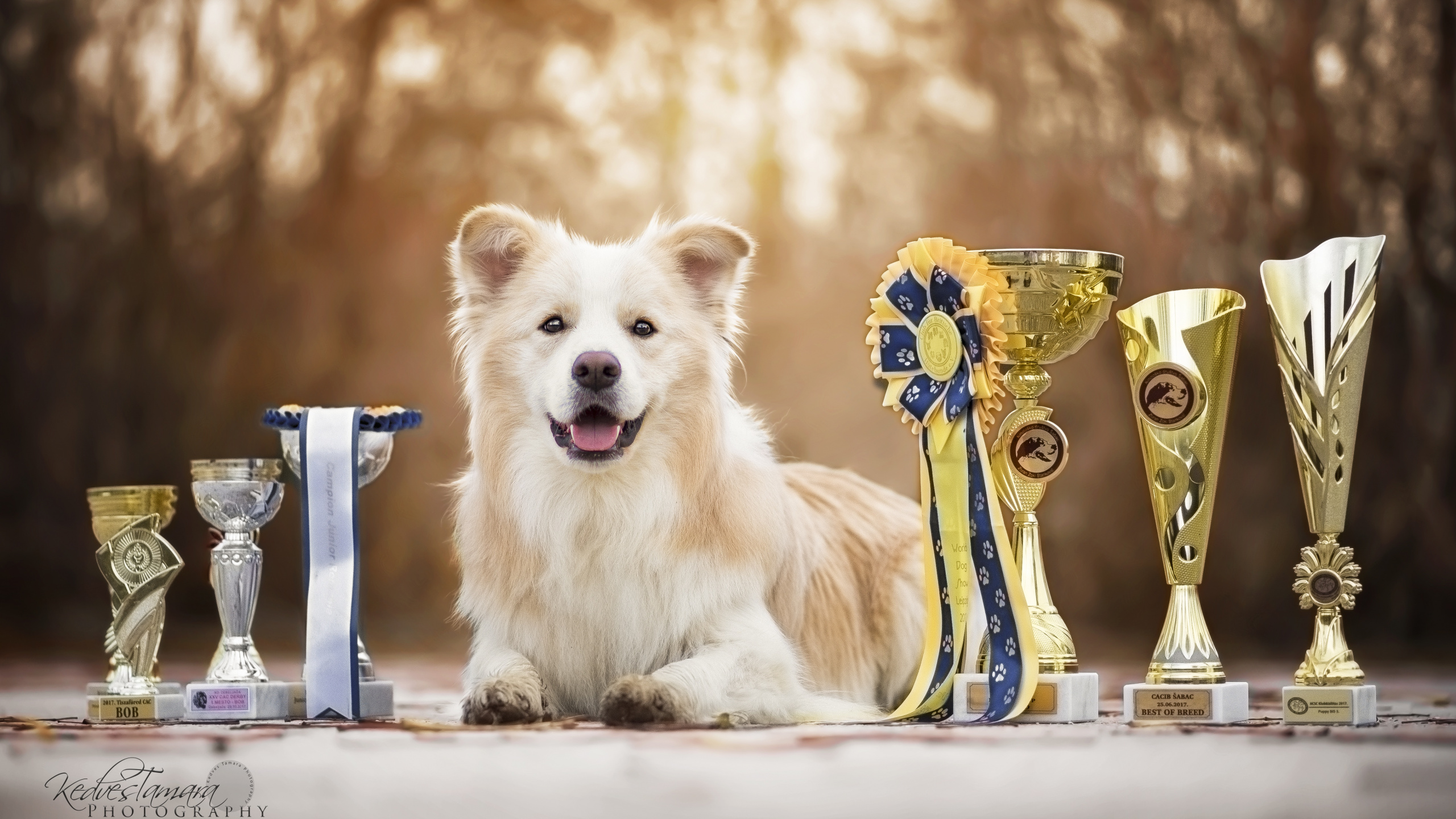 Brown and White Long Coated Dog Sitting on Blue and White Chair. Wallpaper in 2560x1440 Resolution