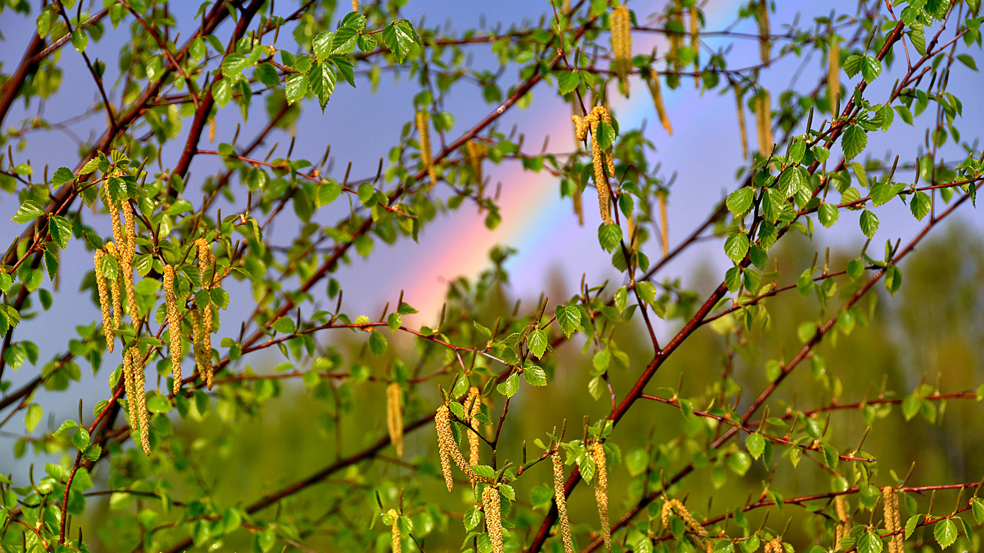 Hojas Verdes en la Rama de un Árbol Marrón. Wallpaper in 1920x1080 Resolution