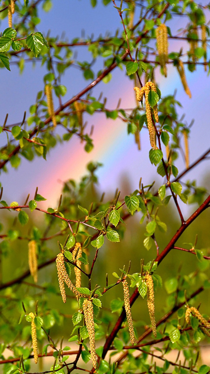 Green Leaves on Brown Tree Branch. Wallpaper in 720x1280 Resolution