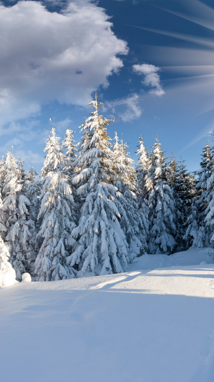 Snow Covered Pine Trees Under Blue Sky During Daytime. Wallpaper in 750x1334 Resolution