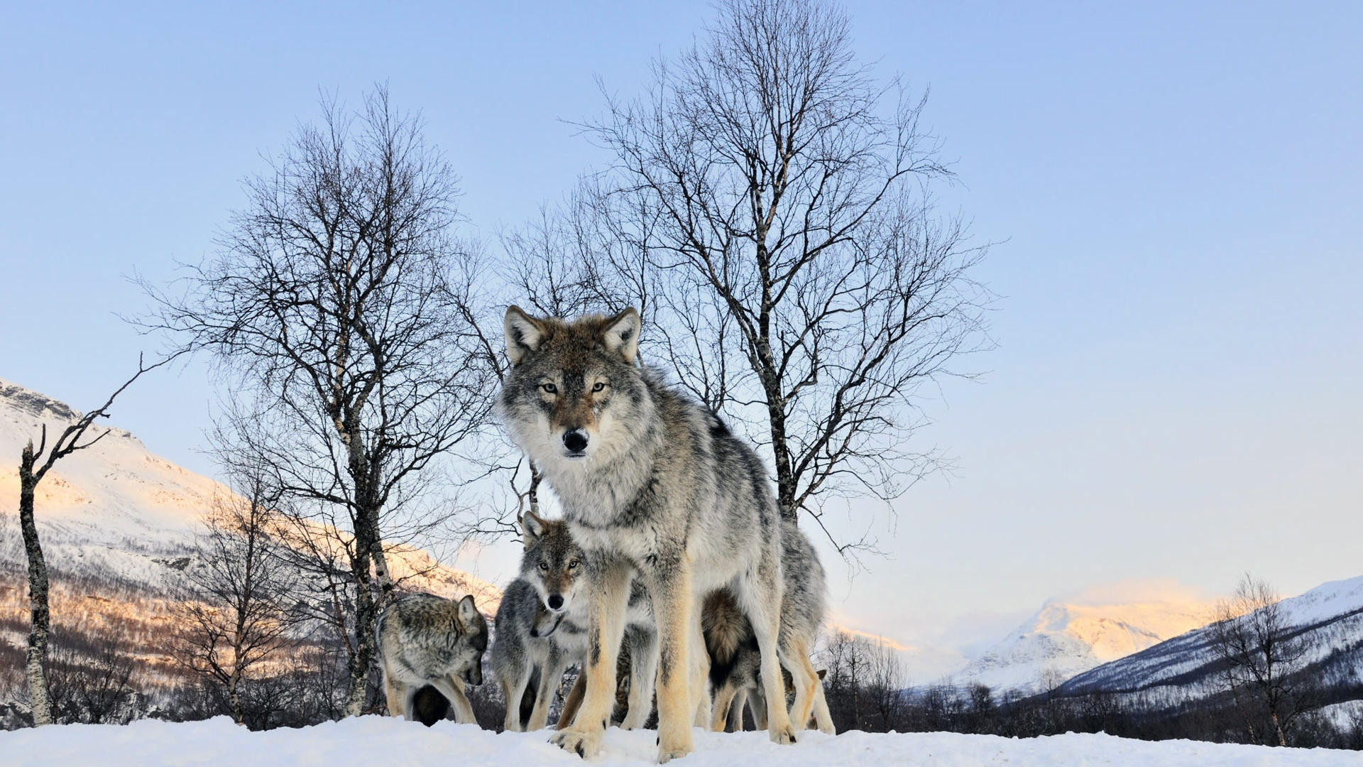 Loup Brun et Blanc Sur le Sol Couvert de Neige Pendant la Journée. Wallpaper in 1920x1080 Resolution