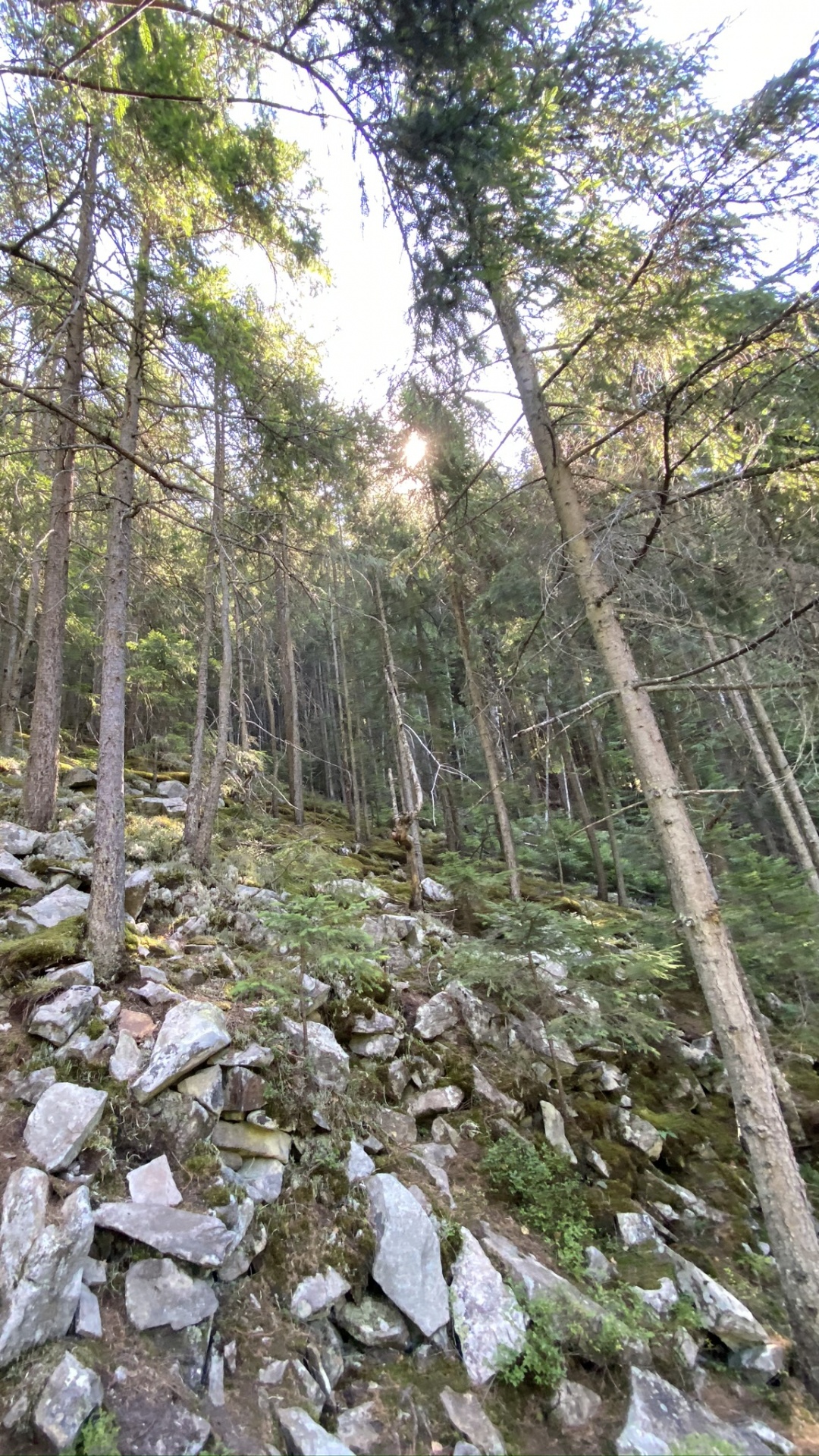 Naturschutzgebiet, Vegetation, Natur, Natürlichen Umgebung, Pflanzen-Gemeinschaft. Wallpaper in 1080x1920 Resolution