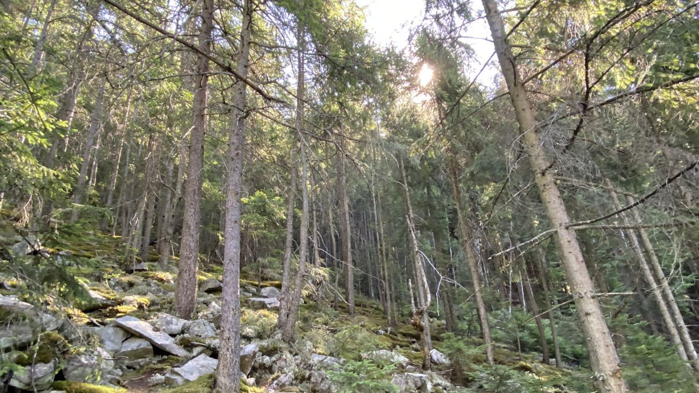 Naturschutzgebiet, Vegetation, Natur, Natürlichen Umgebung, Pflanzen-Gemeinschaft. Wallpaper in 1366x768 Resolution