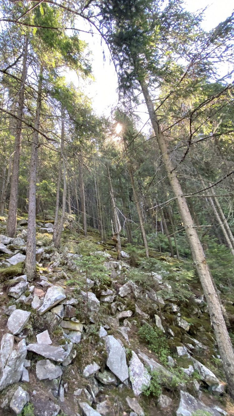 Naturschutzgebiet, Vegetation, Natur, Natürlichen Umgebung, Pflanzen-Gemeinschaft. Wallpaper in 750x1334 Resolution
