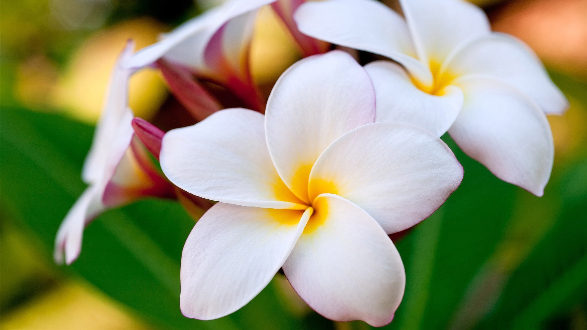 Fleur Blanche et Jaune en Macro Shot. Wallpaper in 1920x1080 Resolution