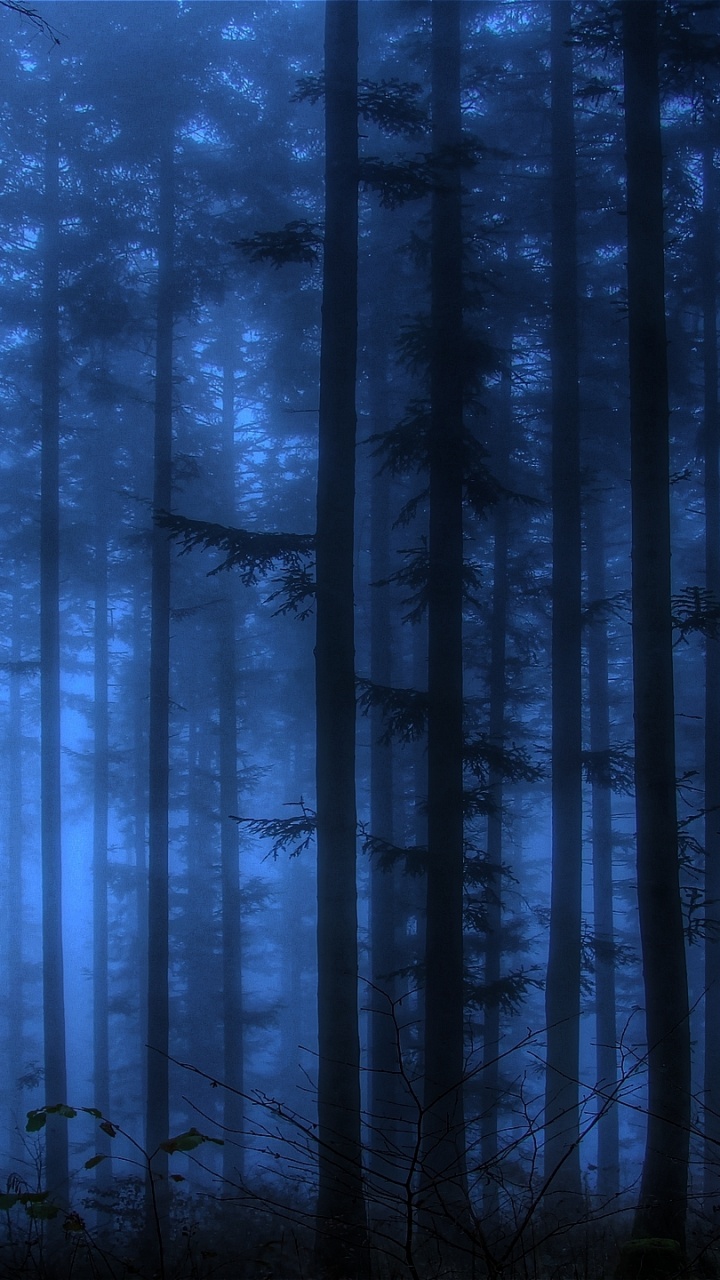 Schwarze Bäume Mit Nebel Tagsüber. Wallpaper in 720x1280 Resolution