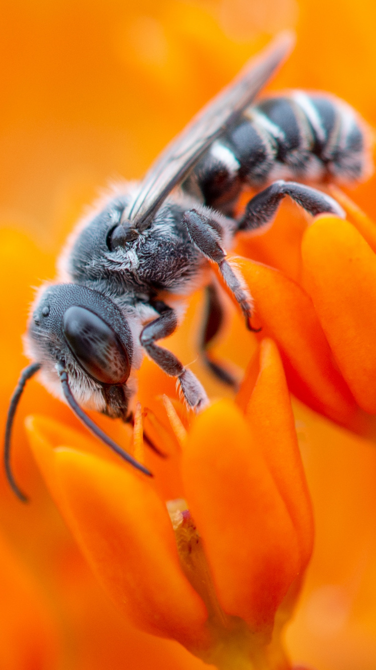 Apples, Flower, Pollinator, Insect, Arthropod. Wallpaper in 750x1334 Resolution