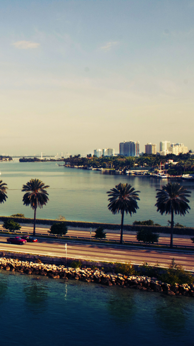 Palm Trees Near Body of Water During Daytime. Wallpaper in 750x1334 Resolution