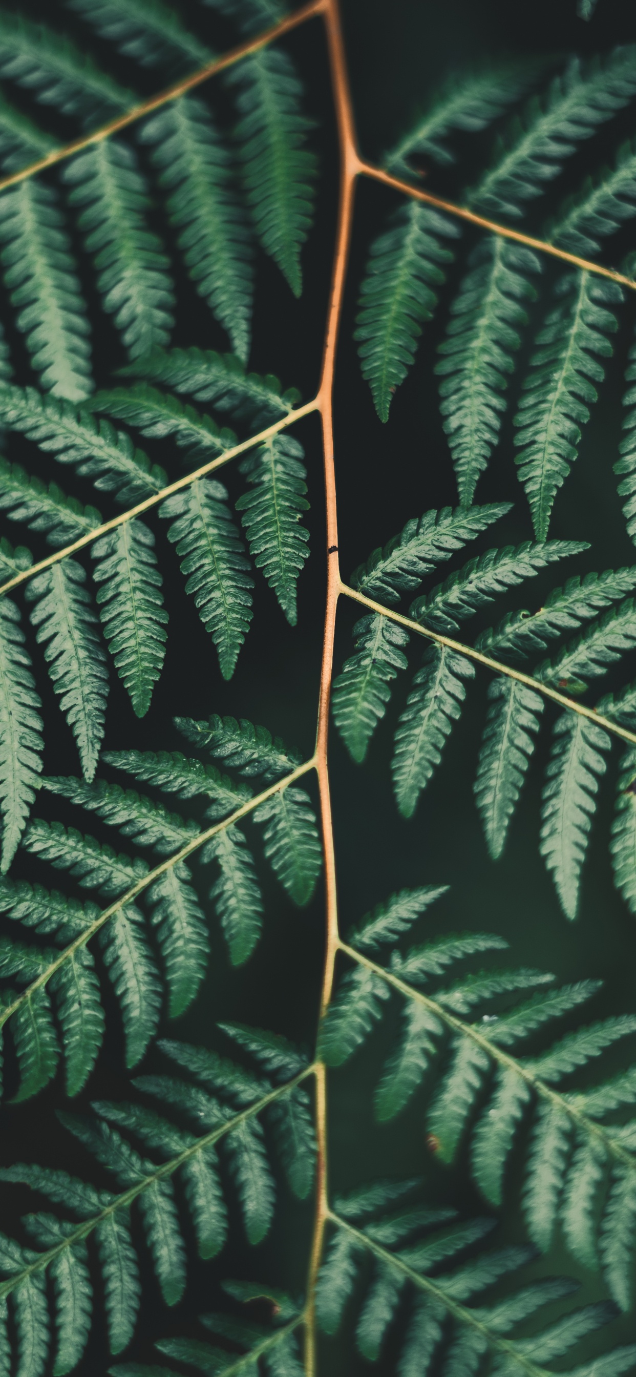 Blatt, Farn, Terrestrische Pflanzen, Vegetation, Farne Und Schachtelhalme. Wallpaper in 1242x2688 Resolution