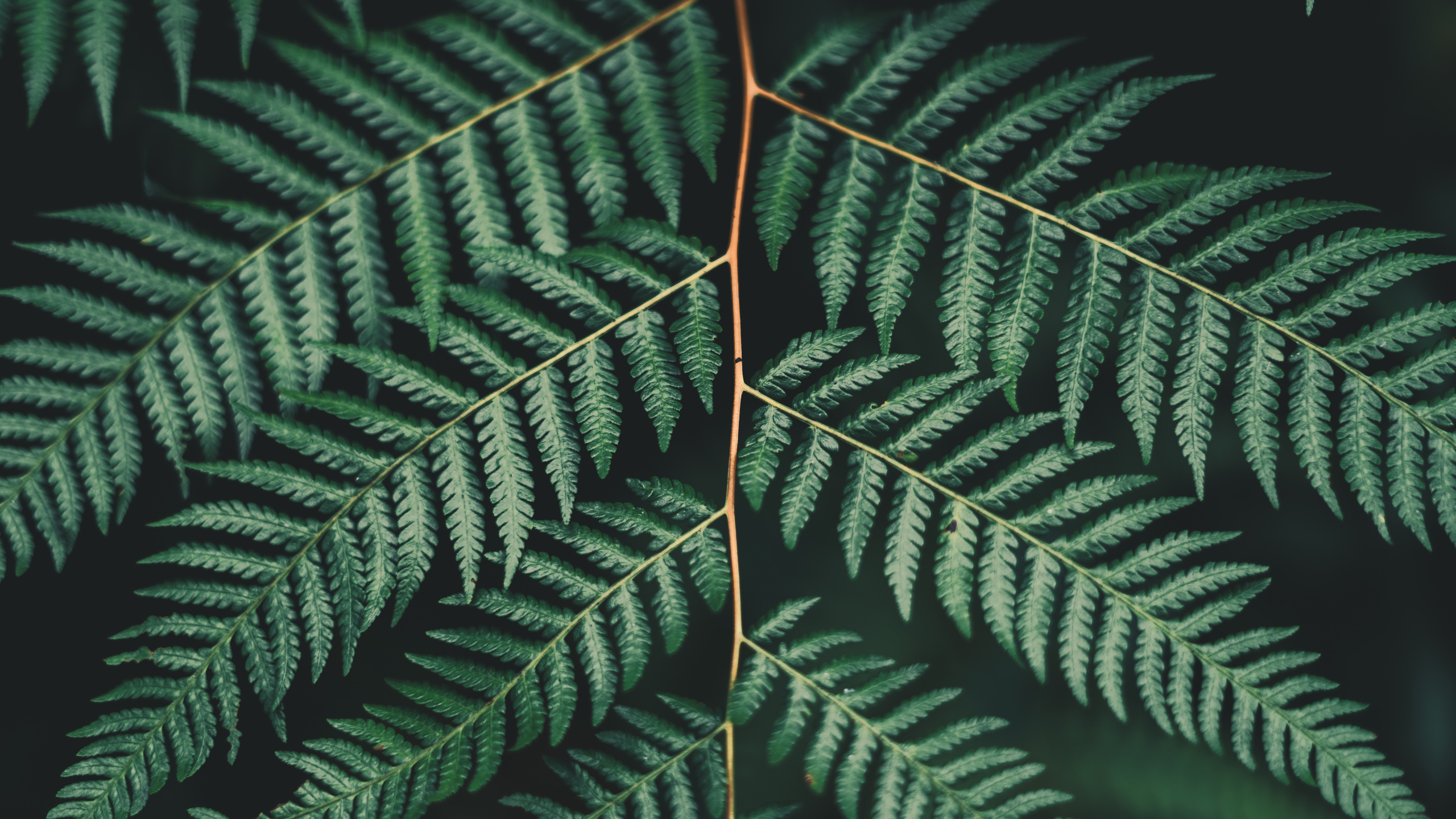Feuille, Fougère, Plante Terrestre, Végétation, Fougères et Prêles. Wallpaper in 2560x1440 Resolution